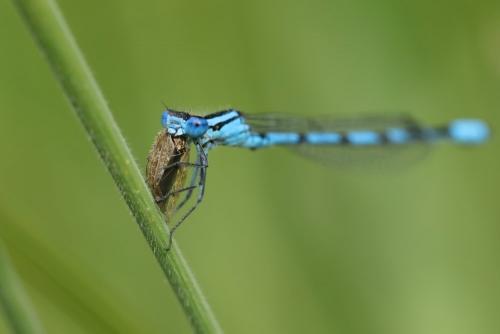 Enallagma cyathigerum